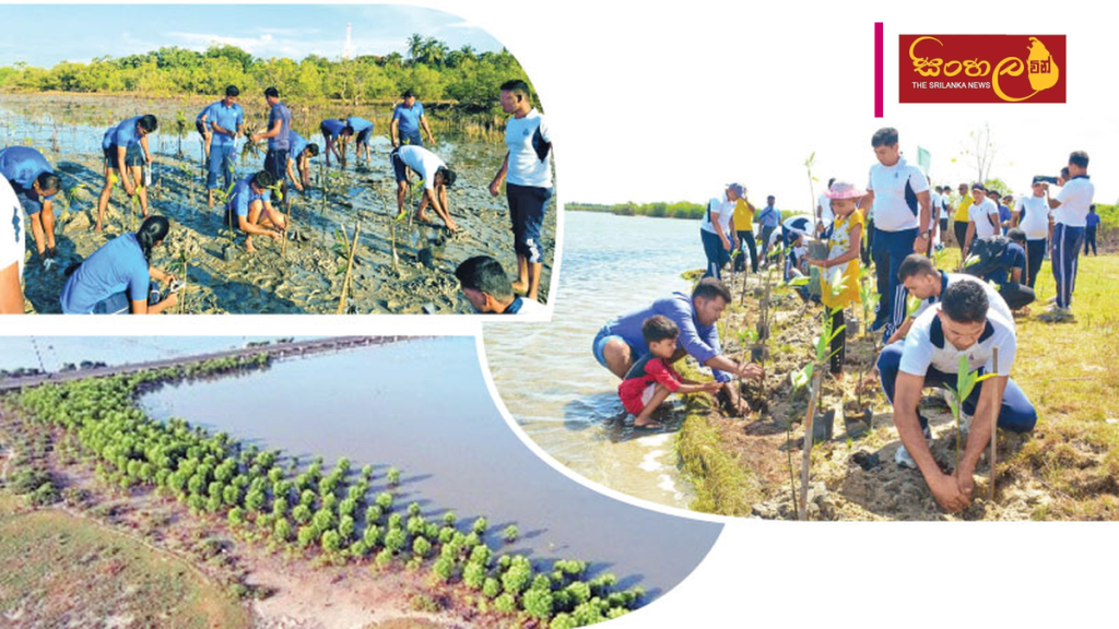 ටෝකියෝ සිමෙන්ති සමාගමෙන් කඩොලාන පැළ ලක්ෂයක් රෝපණය කිරීමේ සන්ධිස්ථානයක්