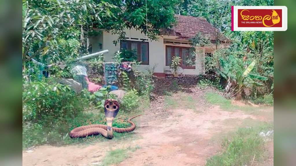 නිවසට නිතර විෂ සතුන් පැමිණෙන්නේ වාස්තු දෝෂ නිසාද? නිවසට නිතර විෂ සතුන් පැමිණෙන්නේ වාස්තු දෝෂ නිසාද?