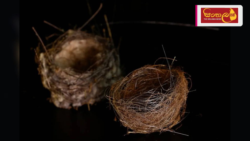 යුක්රේන යුද බිමේ ෆයිබර්-ඔප්ටික් කේබල්වලින් කුරුල්ලන් තැනූ අමුතු කූඩු යුක්රේන යුද බිමේ ෆයිබර්-ඔප්ටික් කේබල්වලින් කුරුල්ලන් තැනූ අමුතු කූඩු
