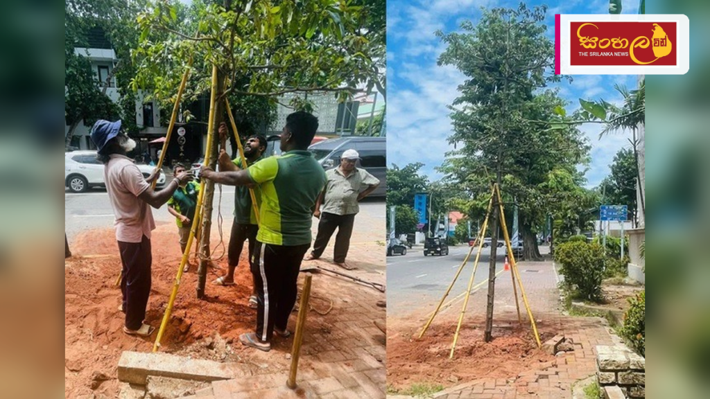 අනවසරයෙන් ගස් කපන සමාගම්වලට එරෙහිව දැඩි නීතිමය පියවර - කොළඹ නගරාධිපතිනිය