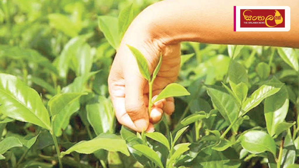 කුඩා තේ වතු හිමියන් නගා සිටුවීමට 'සිලෝන් ටී' ගම්මාන 500ක්