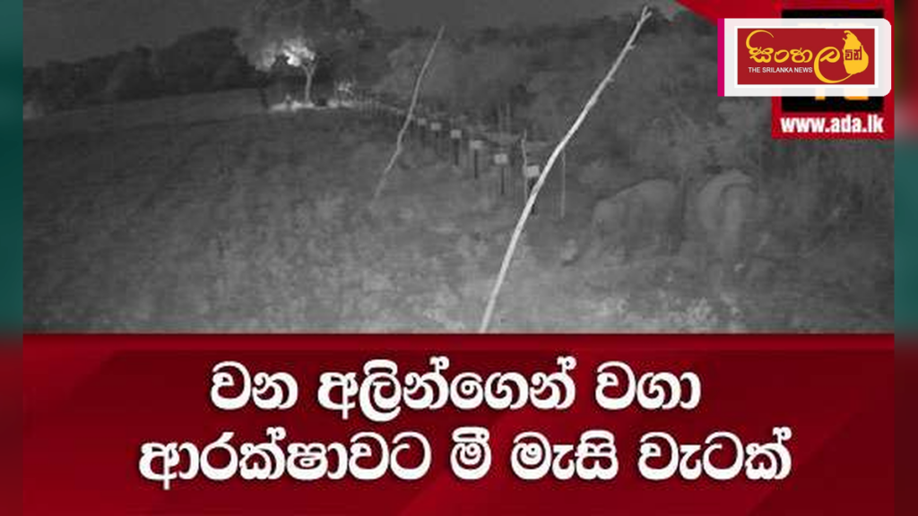 වන අලි තර්ජනයට විසඳුමක් ලෙස ‘මී මැසි වැටක්’ හඳුන්වා දෙයි වන අලි තර්ජනයට විසඳුමක් ලෙස 'මී මැසි වැටක්' හඳුන්වා දෙයි