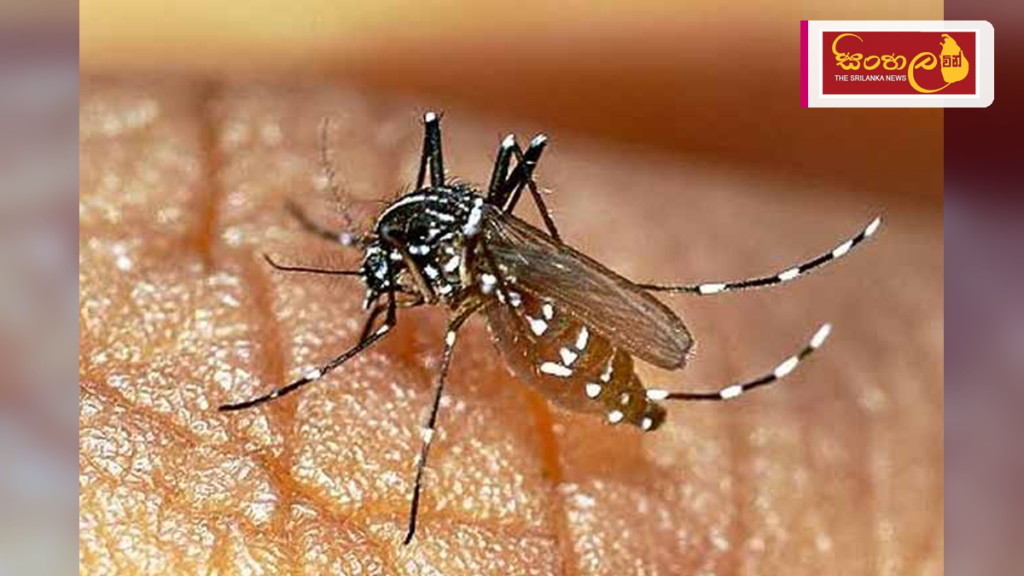 අගෝස්තු මැද දක්වා ඩෙංගු අවදානම ඉහළ යා හැකි බවට අනතුරු ඇඟවීමක්