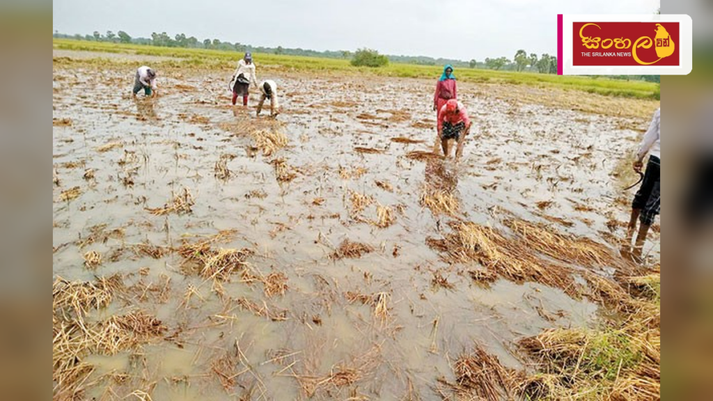 එල්නිනෝ සහ ලානිනා: ශ්‍රී ලංකාවේ කාලගුණික විපර්යාස සහ කෘෂිකර්මාන්තයට ඇති බලපෑම