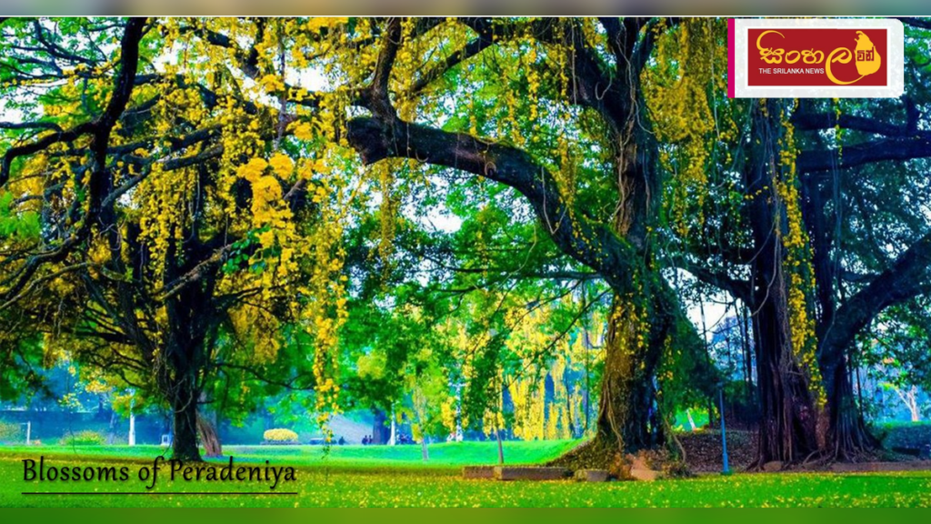 පේරාදෙණිය විශ්වවිද්යාලයේ අධ්යයන කටයුතු යළි ඇරඹේ පේරාදෙණිය විශ්වවිද්යාලයේ අධ්යයන කටයුතු යළි ඇරඹේ