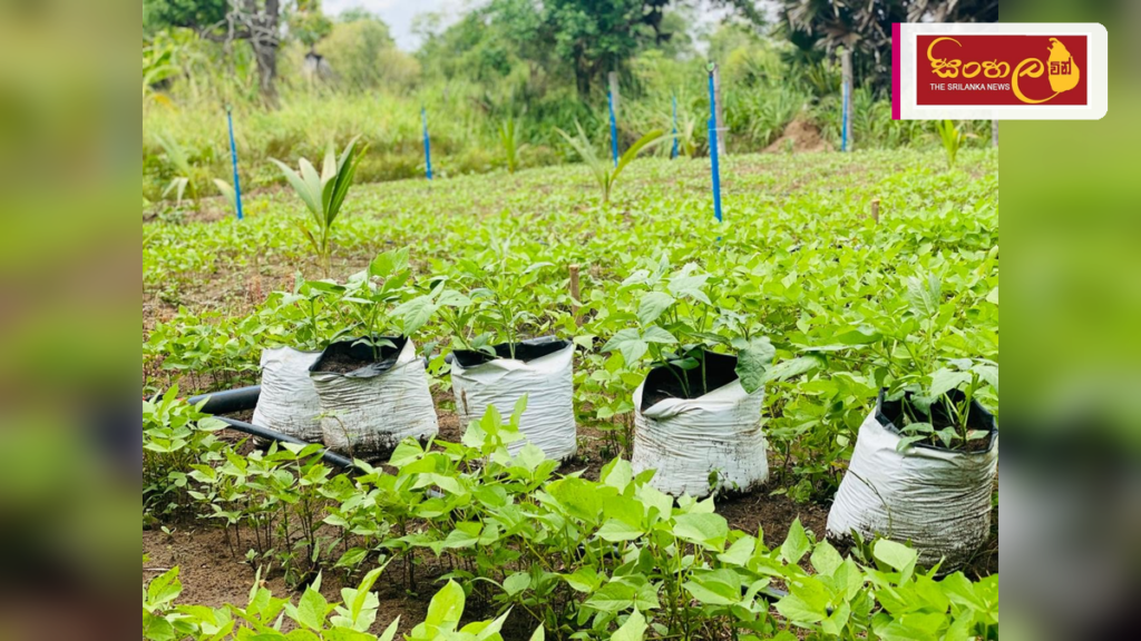 Headline: දේශීය කෘෂි නිෂ්පාදනවලින් පෝෂණය හා ආදායම නංවන්න SARP වැඩපිළිවෙළක් Intended image subject: Local farmers and agricultural products display Story summary: දේශීය කෘෂි නිෂ්පාද