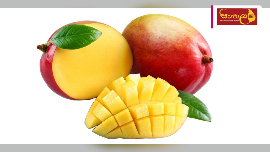 Headline: නියඟය මැද වවුනියාවේ අඹ වගාව සාර්ථක වෙයි Intended image subject: Mango cultivation in Vavuniya Story summary: වවුනියාව ප්‍රදේශයේ පවතින වියළි කාලගුණික තත්ත්වය හමුවේ වුවද, ම