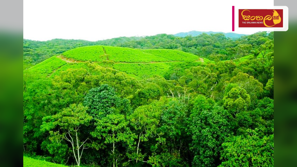 Headline: වනස්පති වැඩසටහන යටතේ තවත් වනාන්තර 20ක් රක්ෂිත ලෙස ප්‍රකාශයට පත් කෙරේ Intended image subject: Sri Lankan forest landscape Story summary: වනස්පති වැඩසටහන යටතේ හෙක්ටයාර 9,50