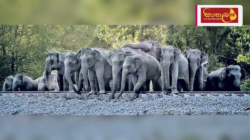 ඉගිනියමිටිය වැවේ මසුන් ඇල්ලීමට ගිය පුද්ගලයෙකු වන අලි ප්රහාරයකින් මරුට Headline: ඉගිනියමිටිය වැවේ මසුන් ඇල්ලීමට ගිය පුද්ගලයෙකු වන අලි ප්රහාරයකින් මරුට Intended image subject: Iginimitiya tank area Story summary: ගල්ගමුව, පලුගොල්ල ප්රදේශයේ පදිංචි 47
