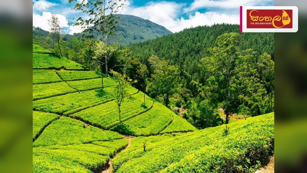 Headline: එල්-නිනෝ බලපෑමෙන් තේ වගාවට තර්ජනයක්: ජනවාරි සිට මාර්තු දක්වා කාලය තීරණාත්මකයි Intended image subject: Tea plantation in Sri Lanka Story summary: එල්-නිනෝ කාලගුණික තත්ත්වය