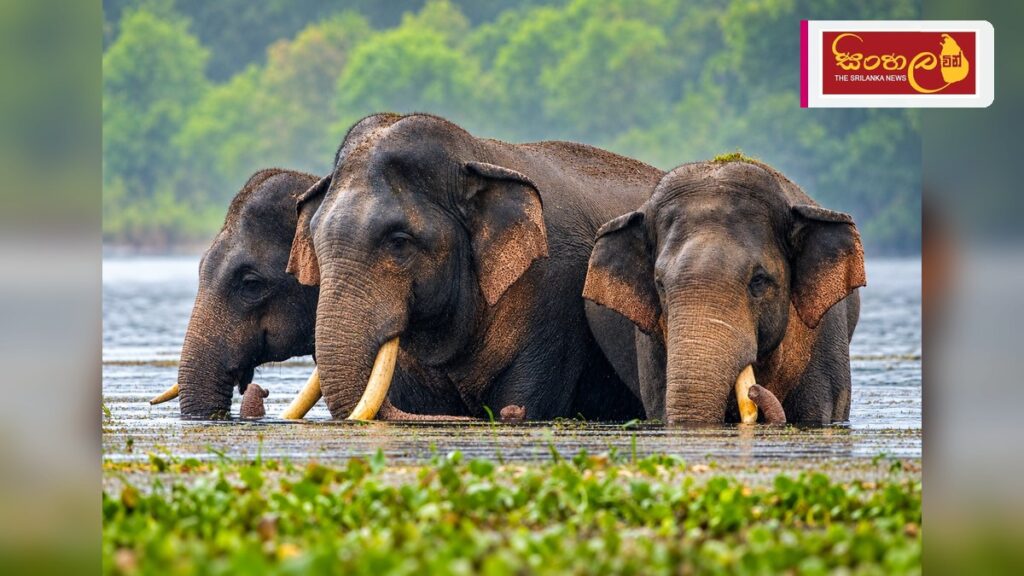කාවන්තිස්ස හස්තියාගේ මරණයට හේතු සොයන්න විශේෂඥ කණ්ඩායමක් Headline: කාවන්තිස්ස හස්තියාගේ මරණයට හේතු සොයන්න විශේෂඥ කණ්ඩායමක් Intended image subject: Kavantissa elephant Story summary: ශ්රී ලංකාවේ සිටි දැවැන්තම වනජීවී දළ ඇතෙකු ලෙස සැලකෙන '