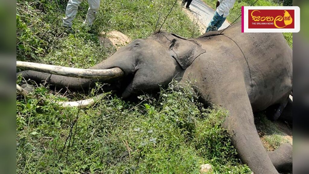 මඩකලපුවේ වන අලි තර්ජනය උග්ර වෙයි – ජනතාව දැඩි භීතියෙන් Headline: මඩකලපුවේ වන අලි තර්ජනය උග්ර වෙයි - ජනතාව දැඩි භීතියෙන් Intended image subject: Wild elephant in a residential area Story summary: මඩකලපුව, කළුවාංචිකුඩි ප්රදේශයේ ගම්මාන